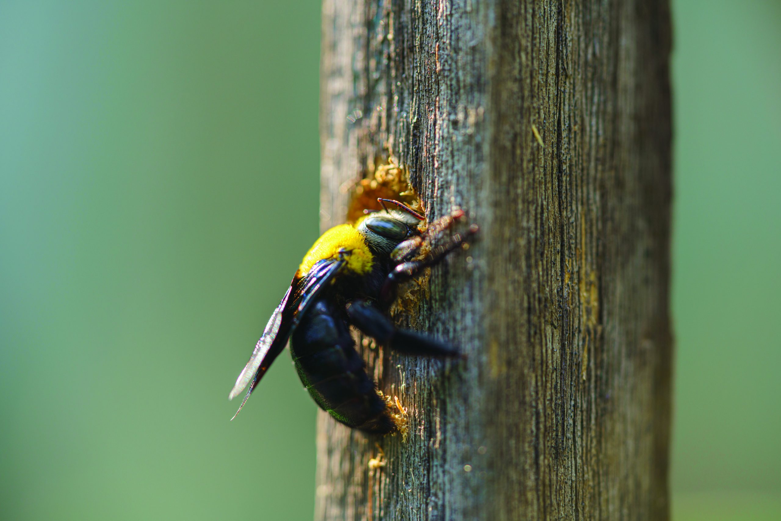 Carpenter bee damage on a log home